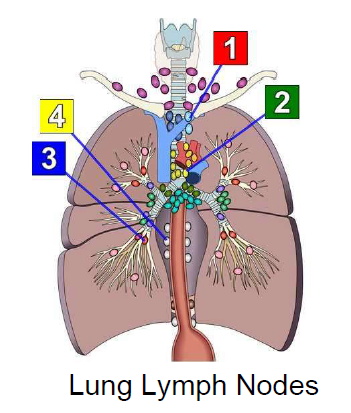 Bronchoscopy Sample Procedure Note With Lymph Nodes Diagram From 