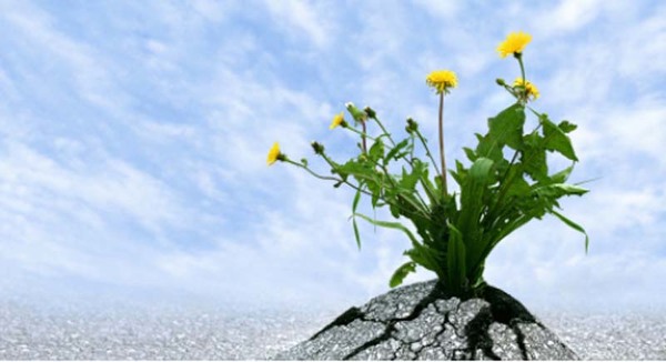 Sample content thumbnail