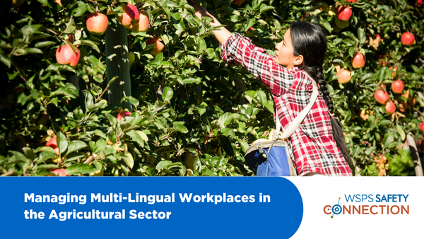 Image of female temporary worker picking apples off of tree